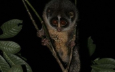 Rare mammal photographed for the first time