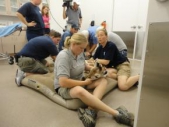 Baby giraffe's condition upgraded