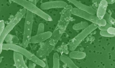 Company announces breakthrough in converting plants to gasoline in one step