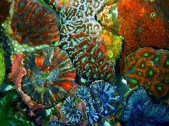 Colourful coral could light the way to cancer cure