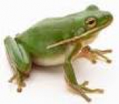 Cures to multiple diseases may be found in frog skins