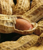 Researchers see cure for peanut allergy: peanuts
