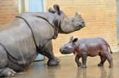 Baby rhino meets public in British zoo