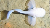 New fish species found deep below ocean surface