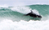 New Zealand orcas join surfers in search for the perfect wave