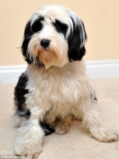 Samaritans band together to save dog