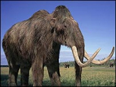 Mammoth cloning breakthrough could save endangered species