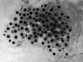 Salamander eggs could yield drugs, help in fight against breast cancer